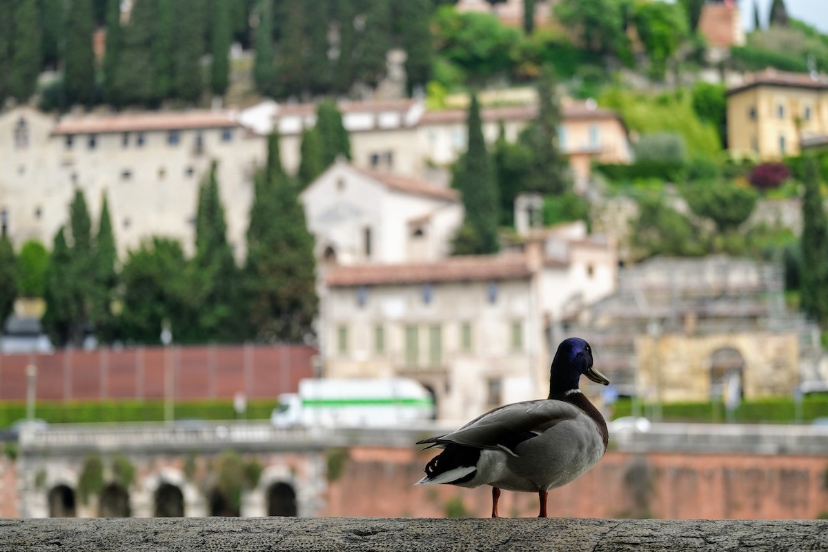 Duck and View