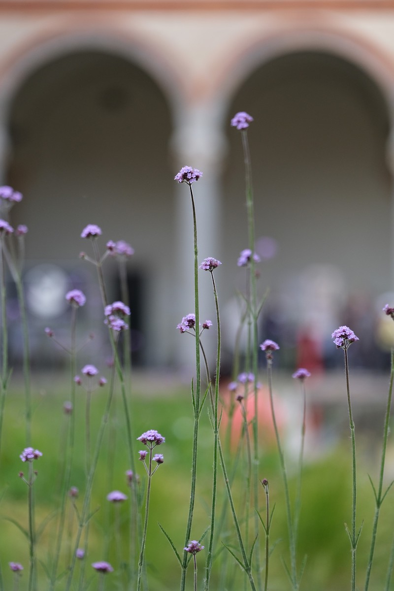 Flowers and Arches